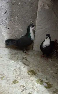 کرواتی وسینه