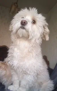 گمشده