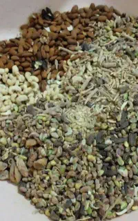 قبول سفارش انواع فوتو و کاچی سبزی پاک کنیو...