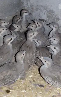 جوجه بلدرچین کوهی