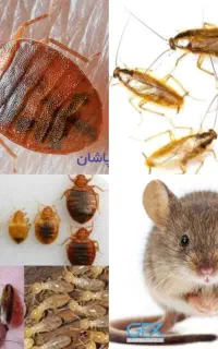 شرکت سمپاشی/باضمانت/موریانه زدایی*سوسک ریز ساس موش