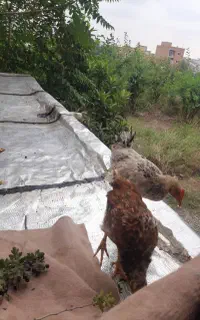 جوجه محلی فروشی