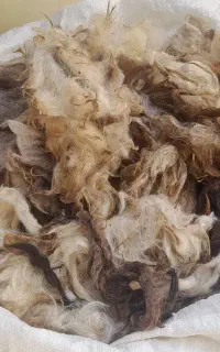 پشم رنگی شسته