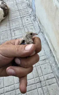 سهره . قناری