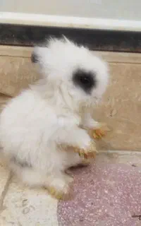 بچه خرگوش لوپ