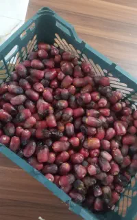 خرما مضافتی