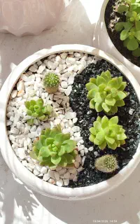 دیش گاردن ین و یانگ