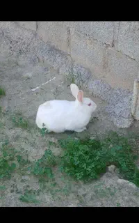 خرگوش