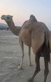 شتر پاکستانی شیری فروشی