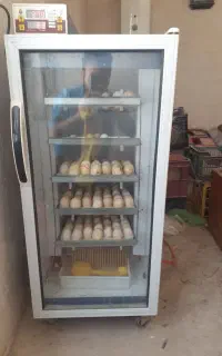 دستگاه جوجه کشی