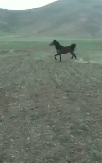 مادیون شجره دار