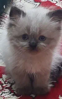 بچه گربه بلوپوینت( هیمالین)