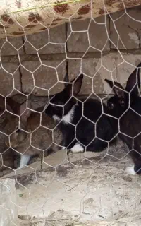 خرگوش فروشی