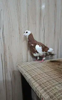 کبوتر گرفتنی