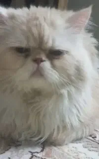 گربه نرجهت جفتگیری