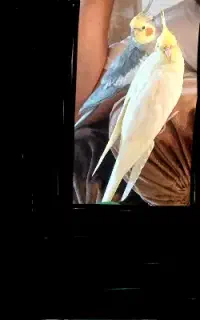عروس هلندی گمشده