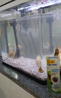 آکواریوم ماهی