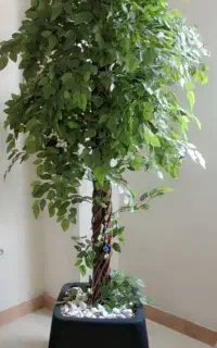 گل مصنوعی بنجامین