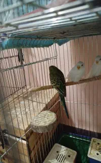 مرغ عشق فروش و معاوضه