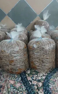 خرمای شانی