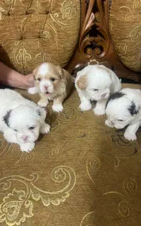 سگ پودل تاینی نر یکساله و شیتزو سوپرفلت