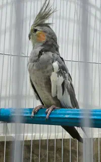 عرو س هلند ی