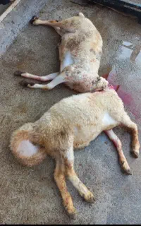 قصاب در محل