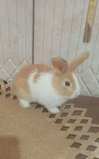 خرگوش