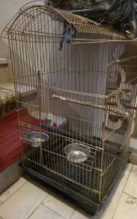 کیف و قفس طوطی و پرنده بزرگ