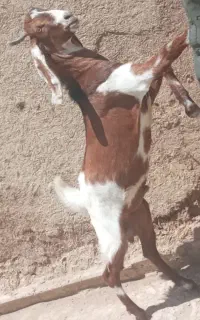 چپشت