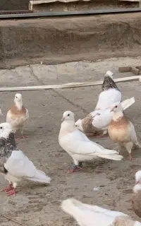 کبوتر