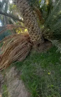 مرغ کرک میخام فروشی