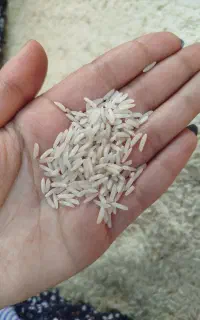 برنج هاشمی