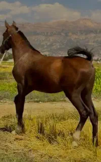 کشش اسب