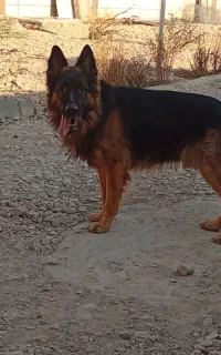 ژرمن نر