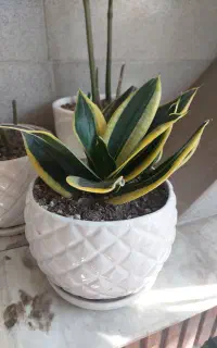 گلهای طبیعی