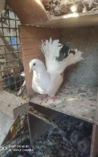 دم چتری