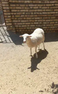 بره نر لاکن