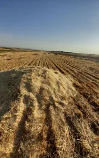 کاه گندم آبی