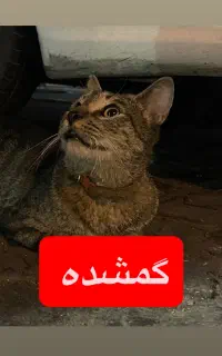 گربه گمشده