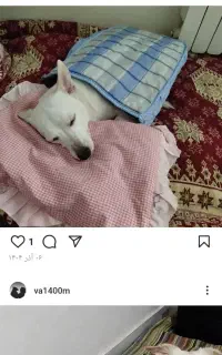 سگ پا کوتاه