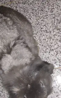 خرگوش ماده با نر طاق میزنم