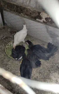 جوجه مرغ و خروس