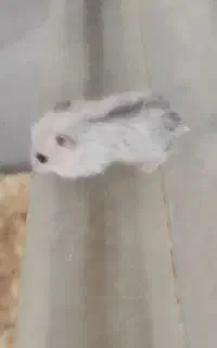 همستر کمپل تک و عمده