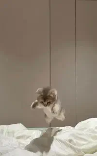 گربه توضیحات خوانده شود