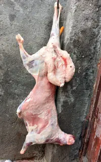 گوشت  زیر قیمت