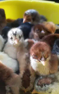 ۲۵ عدد جوجه دورگه ومرندی
