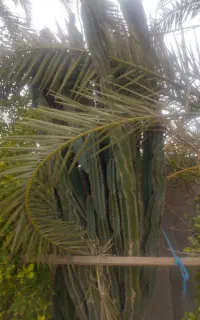 کاکتوس درختی
