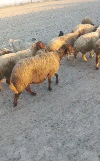 گوسفند