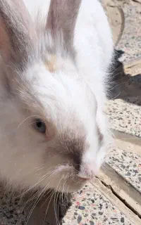 خرگوش سفید